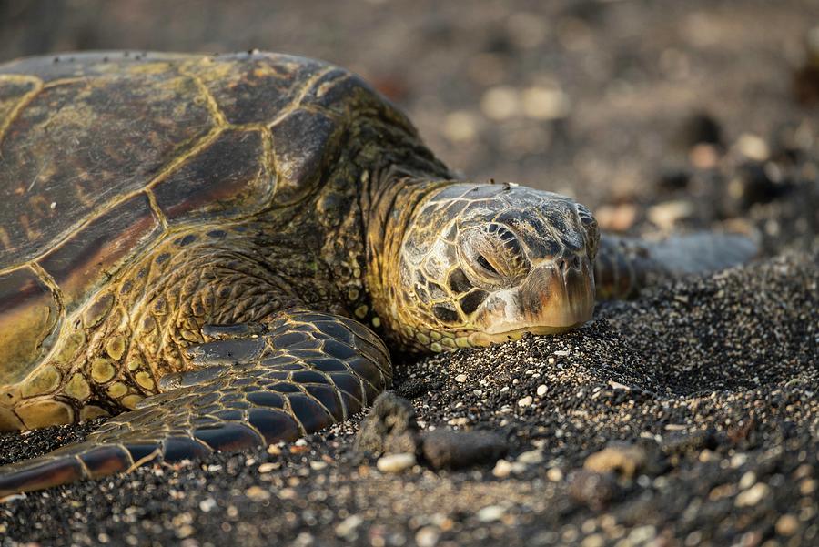 Sea Turtle On Beach Digital Art by Heeb Photos | Fine Art America