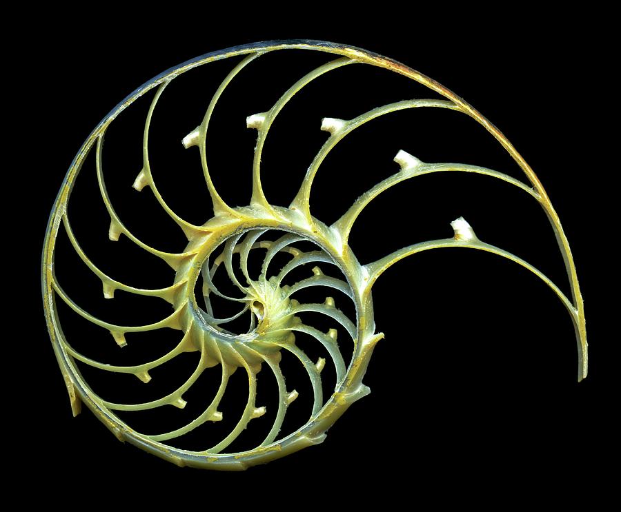 Sectioned Shell Of A Nautilus #4 Digital Art by Pasieka