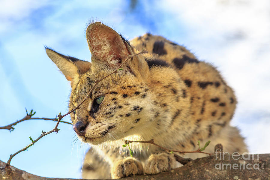 Serval on a tree #4 Photograph by Benny Marty