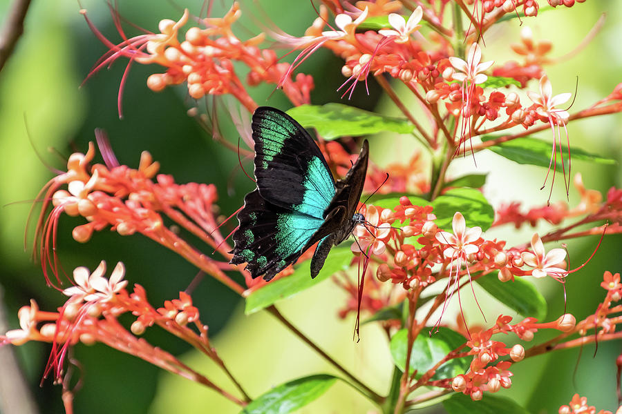 Shimmering Black and Teal Butterflly by Merrillie Redden Shimmering Black and Teal Butterflly by Merrillie Redden