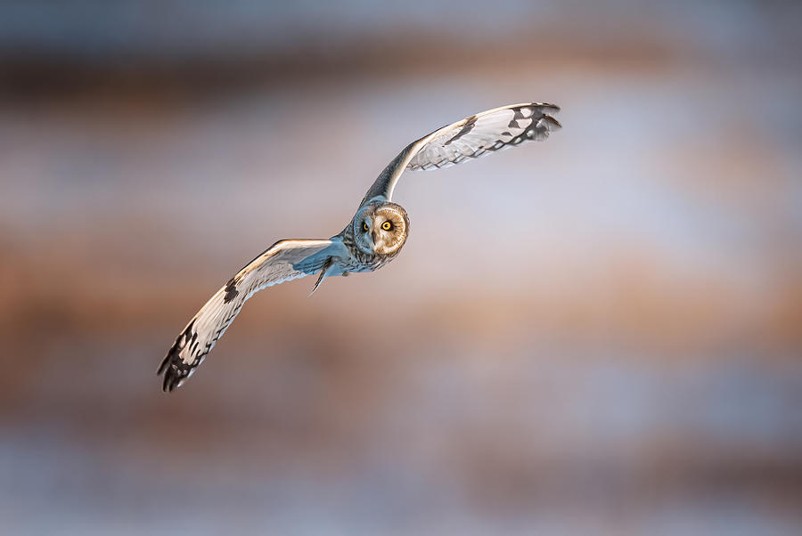 Wildlife Photograph - Short-eared Owl #4 by Tao Huang