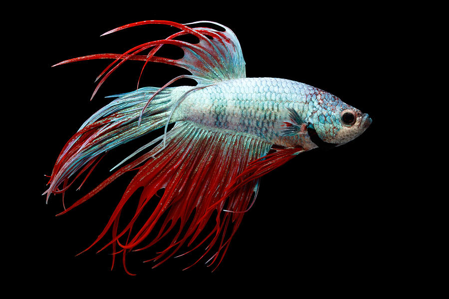 Siamese Fighting Fish Or Betta #4 Photograph by David Kenny