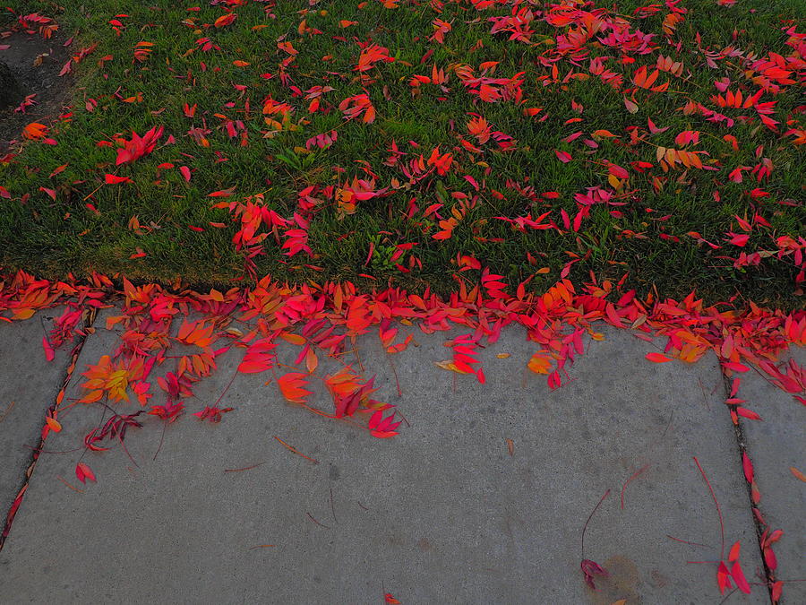 Signs of Autumn #1 Photograph by Richard Thomas