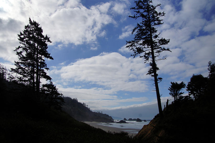Silhouette of large conifers on coastal headland #4 Photograph by Steve Estvanik