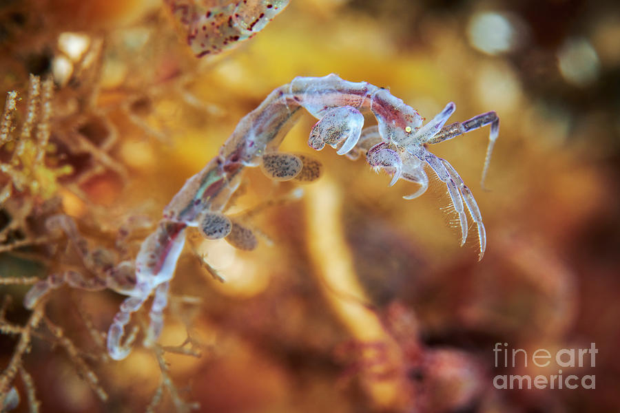 Skeleton Shrimp #4 by Alexander Semenov/science Photo Library