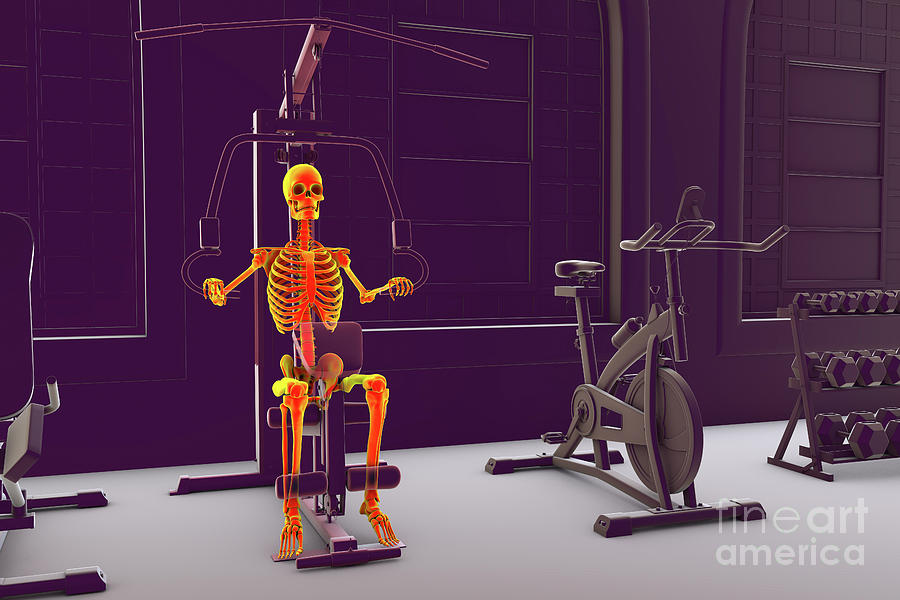 Skeleton Training On A Hammer Strength Machine #4 Photograph by Kateryna Kon/science Photo Library
