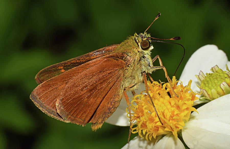 Skipper Butterfly #4 Photograph by Larah McElroy
