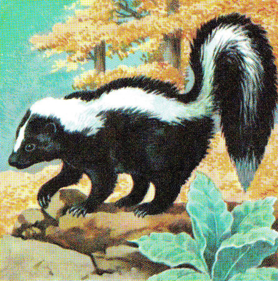 Nature Drawing - Skunk #4 by CSA Images