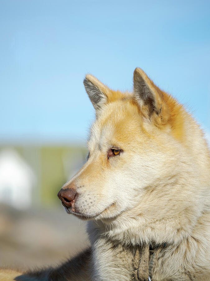 Sled Dog In The Small Town Uummannaq #4 Photograph by Martin Zwick ...