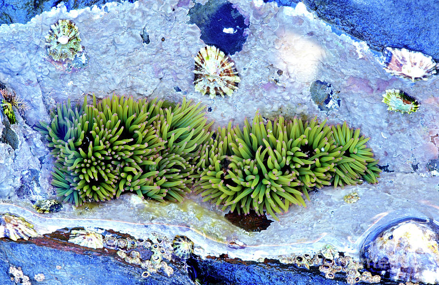 Snakelocks Anemone #4 Photograph by Dr Keith Wheeler/science Photo Library
