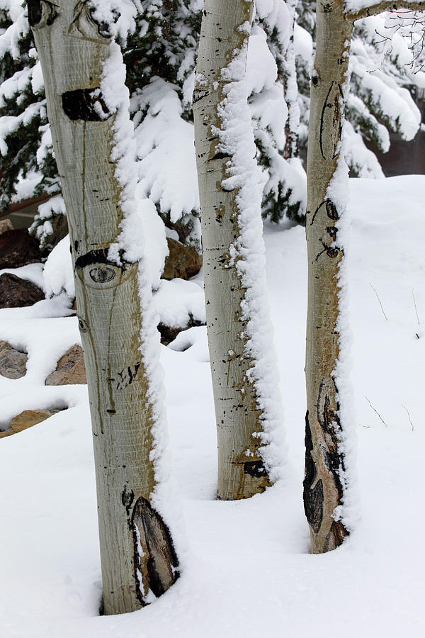 Snow At Deer Valley, Utah, Near Salt Lake City During Ski Season.. #4 Photograph by Cavan Images