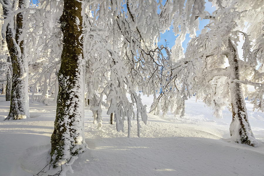 Snow Covered Forest #4 Digital Art by Reinhard Schmid