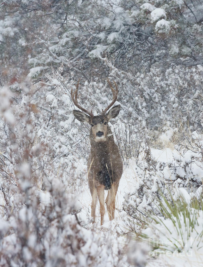 Snowstorm Deer #4 Photograph by Steven Krull