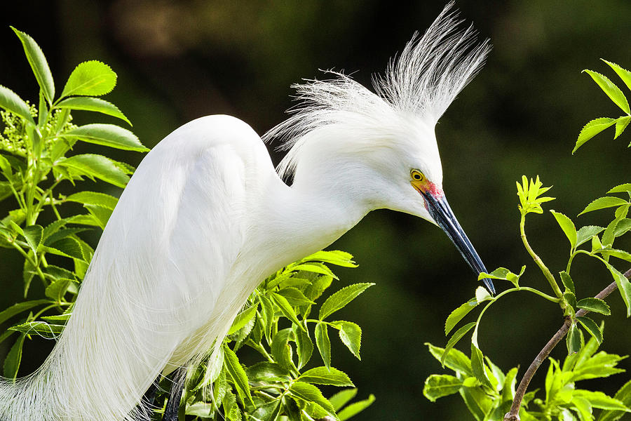 Snowy Egret by Fran Gallogly Snowy Egret by Fran Gallogly