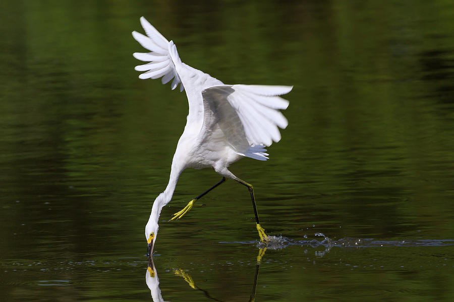 Egret Photograph - Snowy Egret Hunting On Water Surface #4 by Ivan Kuzmin