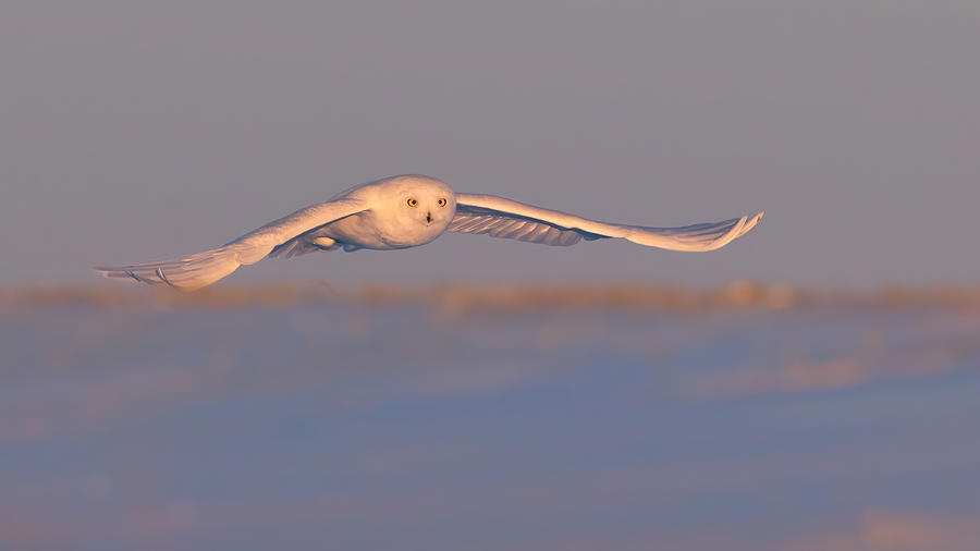 Snowy Owl #4 Photograph by Jun Zuo