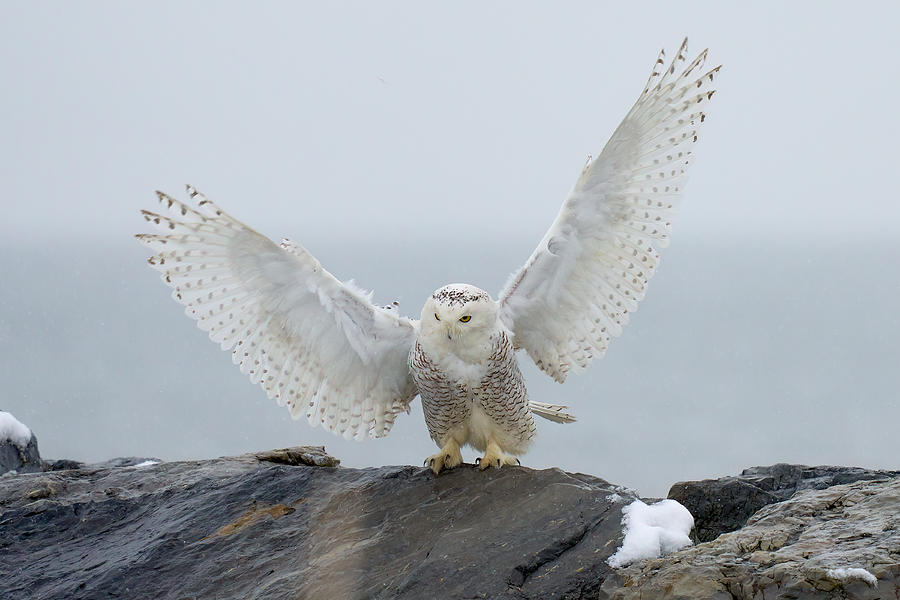 Snowy Owl Landing #4 Photograph by Johnny Chen