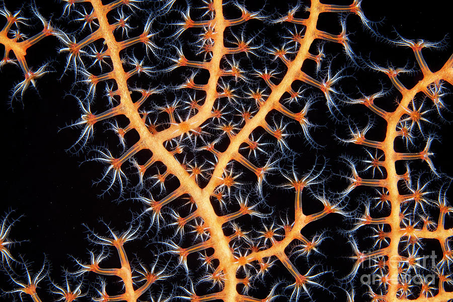 Soft Coral #4 Photograph by Alexander Semenov/science Photo Library