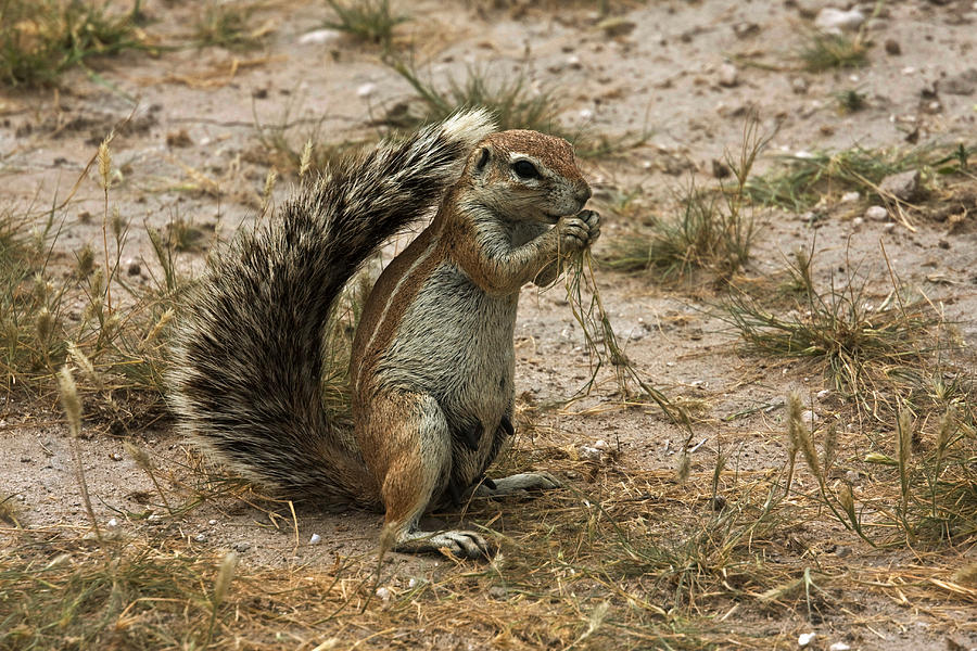South African Ground Squirrel #4 Photograph by David Hosking