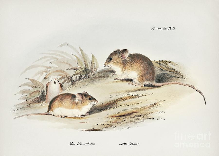 South American Rodents #4 Photograph by Library Of Congress, Rare Book And Special Collections Division/science Photo Library