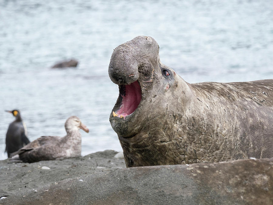 Southern Elephant Seal Weaned Pup Photograph by Martin Zwick - Fine Art ...