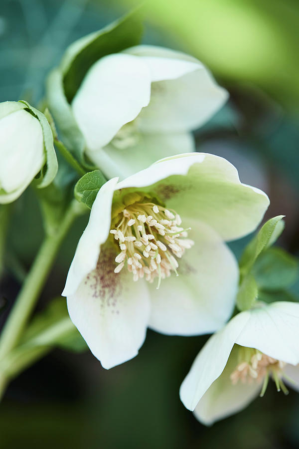Speckled Hellebore white Spotted Lady #4 Photograph by Brigitte Sporrer