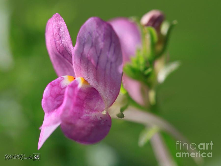 Speckled Pink Linaria from the Fantasy Mix #5 Photograph by J McCombie