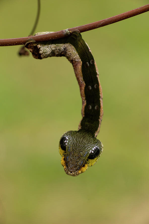 Wildlife Photograph - Sphinx Hawk Moth Caterpillar, Snake Mimic Species #4 by Mark Bowler / Naturepl.com