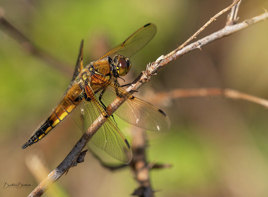 Spotted Chaser Dragonfly Photograph By David O Brien Pixels