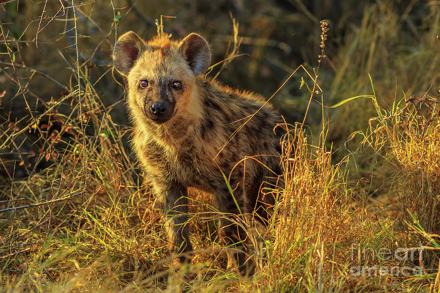 Spotted Hyena cub #4 Photograph by Benny Marty
