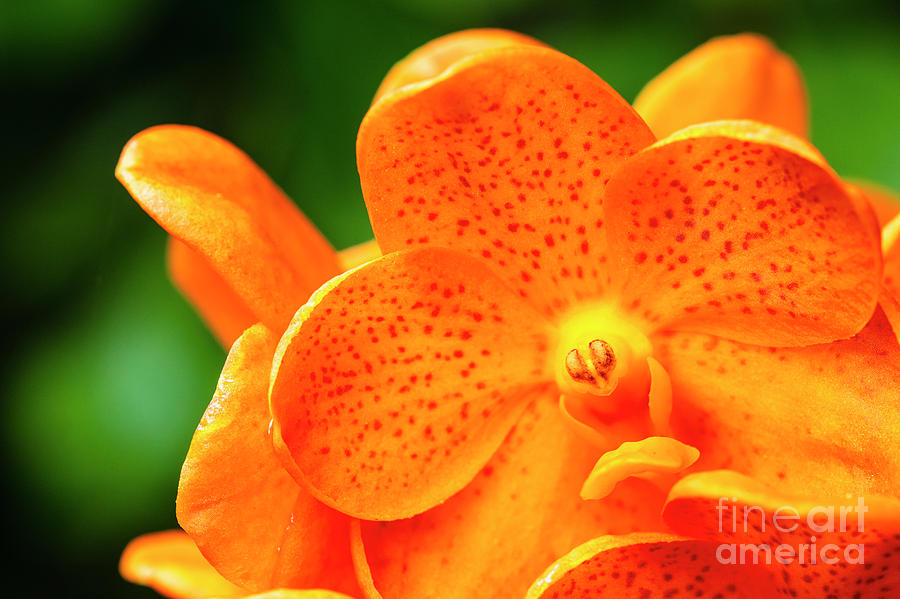 Spotted Tangerine Orchid Flowers #4 Photograph by Raul Rodriguez