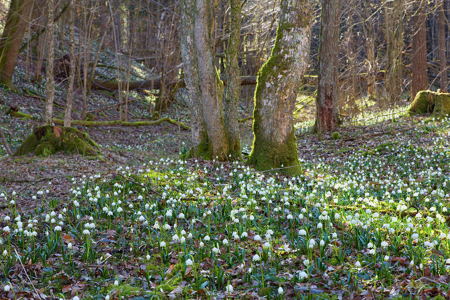 Spring Snowflakes In Deciduous Woodland #4 Photograph by Angela Francisca Endress