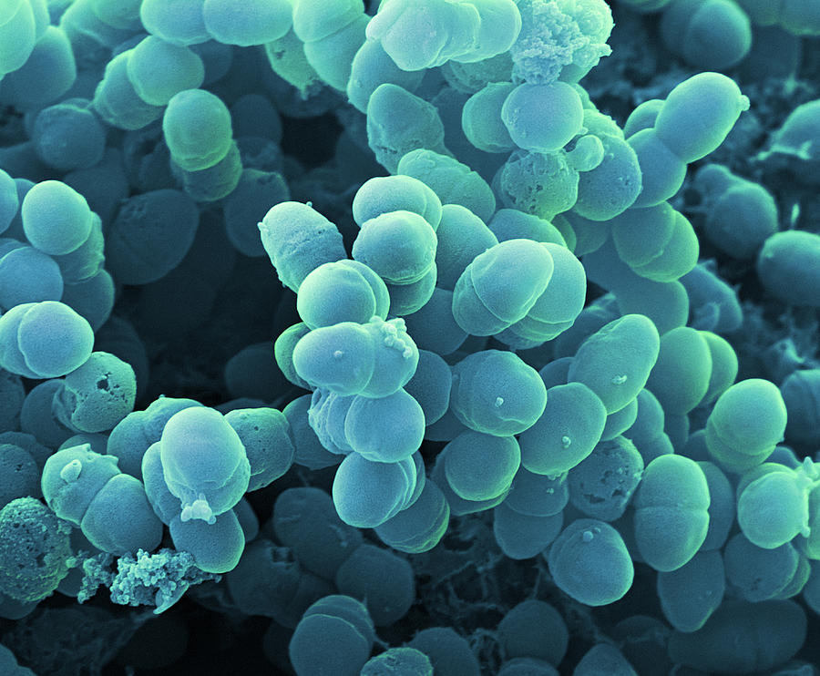 Staphylococcus Epidermidis Bacteria Sem Photograph By Meckes Ottawa