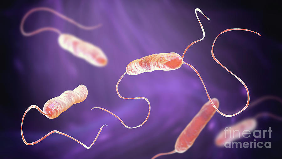 Stenotrophomonas Maltophilia Bacteria Photograph By Kateryna Kon   4 Stenotrophomonas Maltophilia Bacteria Kateryna Konscience Photo Library 