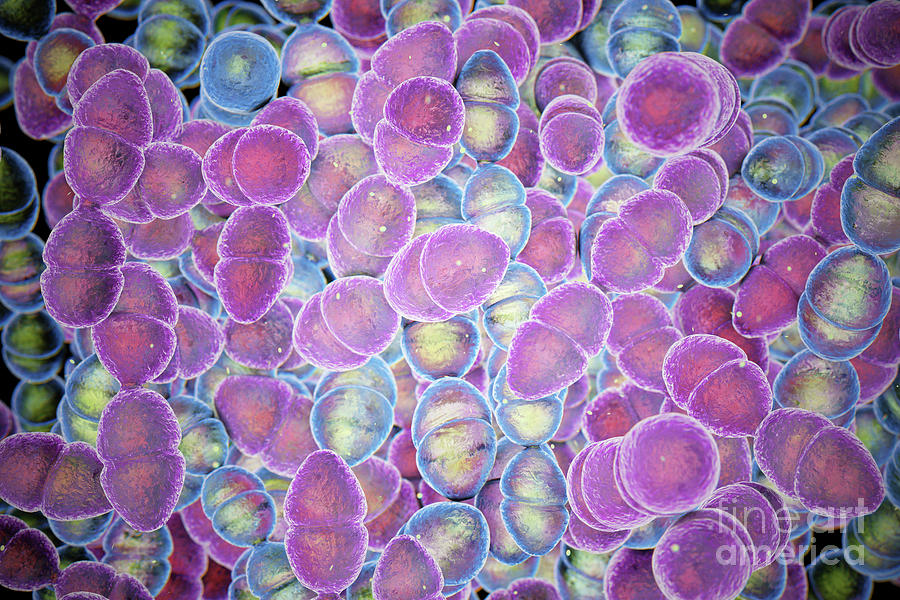 Streptococcus Mutans Bacteria #4 Photograph by Roger Harris/science Photo Library