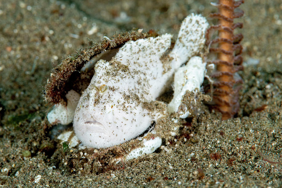 Striated Frogfish #4 Photograph by Andrew Martinez