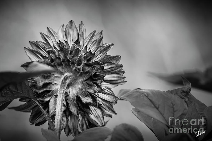 Sunflower  #4 Photograph by Alana Ranney