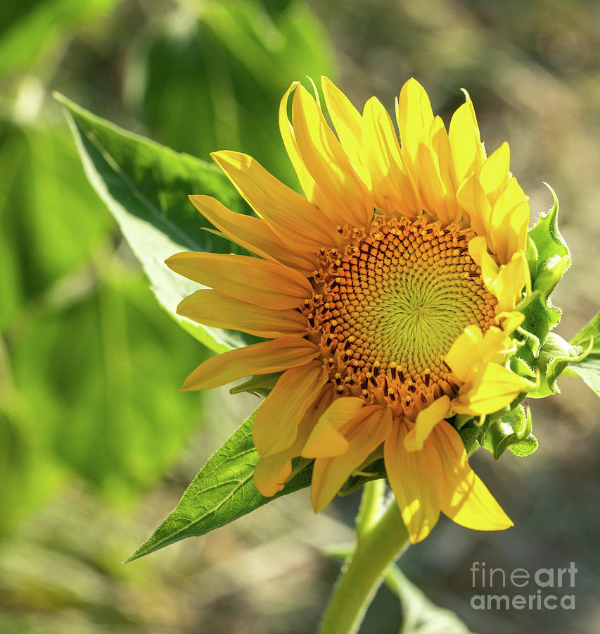 Sunflower  Photograph by Cathy Donohoue