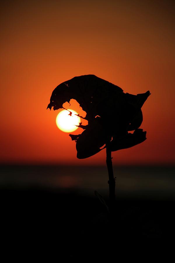Sunset on Caribbean #2 Photograph by Robert Grac