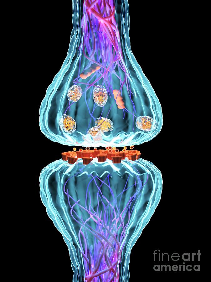 synapse library for free pascal synapse library for free pascal