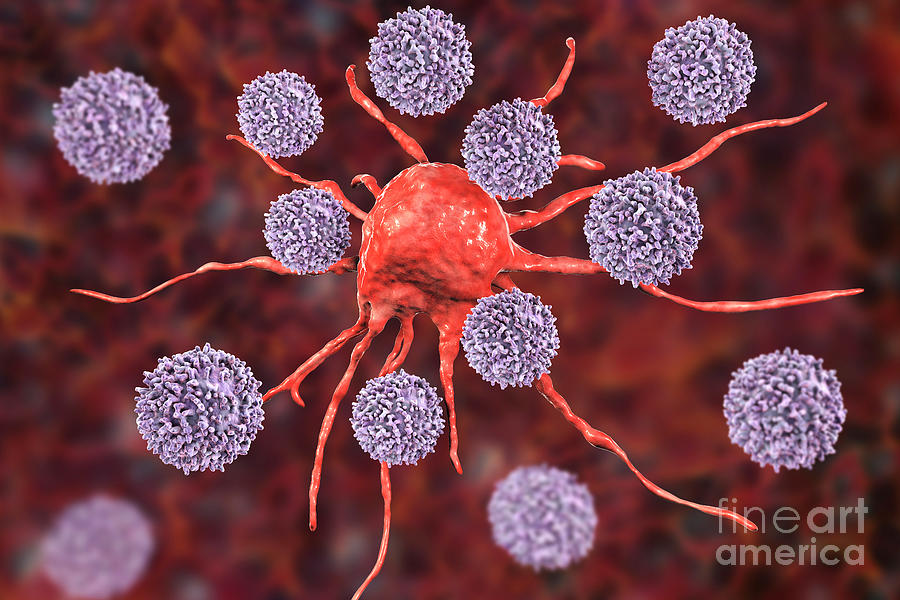 T-lymphocytes Attacking Cancer Cell #4 Photograph by Kateryna Kon/science Photo Library
