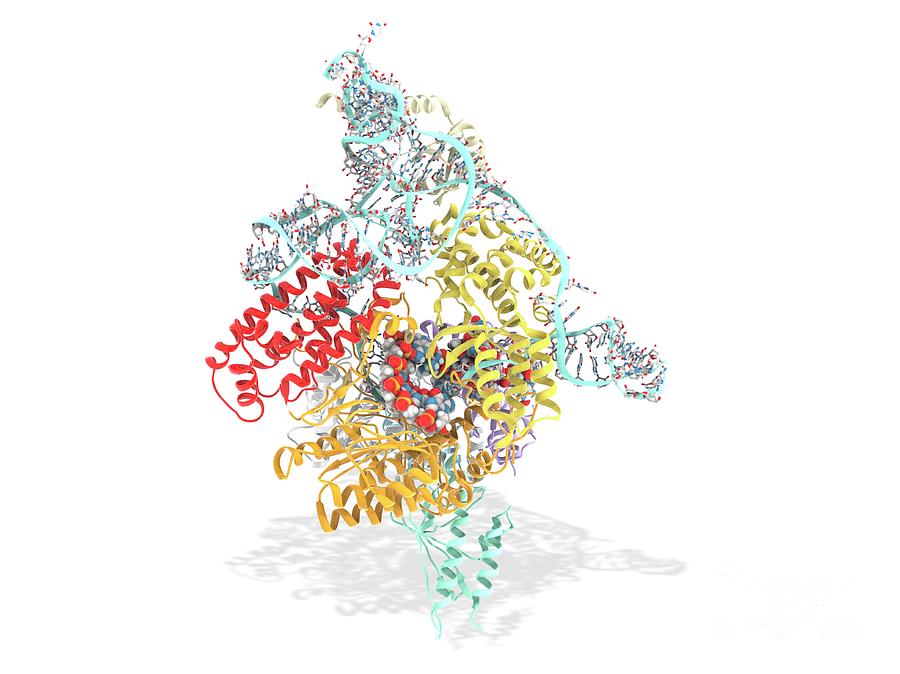 Telomerase Active Site Bound To Dna #4 Photograph by Ramon Andrade 3dciencia/science Photo Library