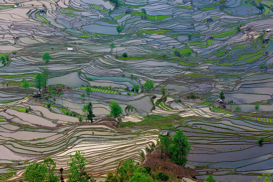 Terraced Rice Paddy Fields, Yuanyang #4 Photograph by Mint Images/ Art Wolfe