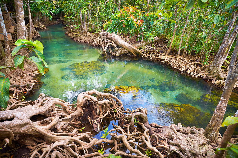 Landscape Photograph - Thailand - Mangrove Forest In Tha Pom #4 by Jan Wlodarczyk