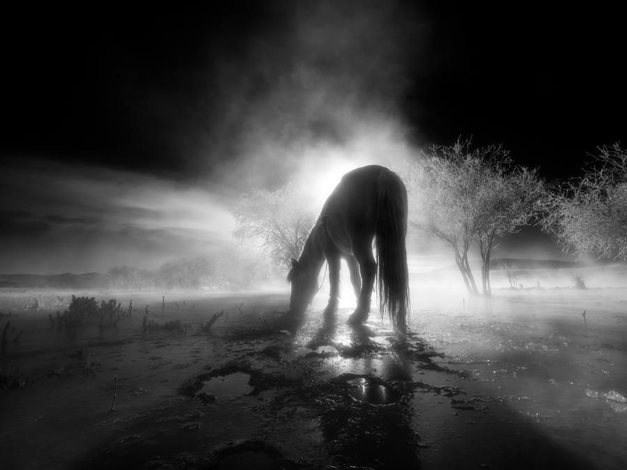 Horse Photograph - The Winter #4 by Bingo Z