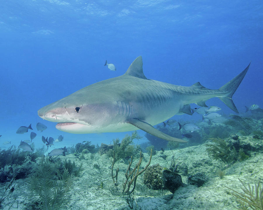 Tiger Shark Swimming Over Reef, Tiger Photograph by Brent Barnes - Fine ...