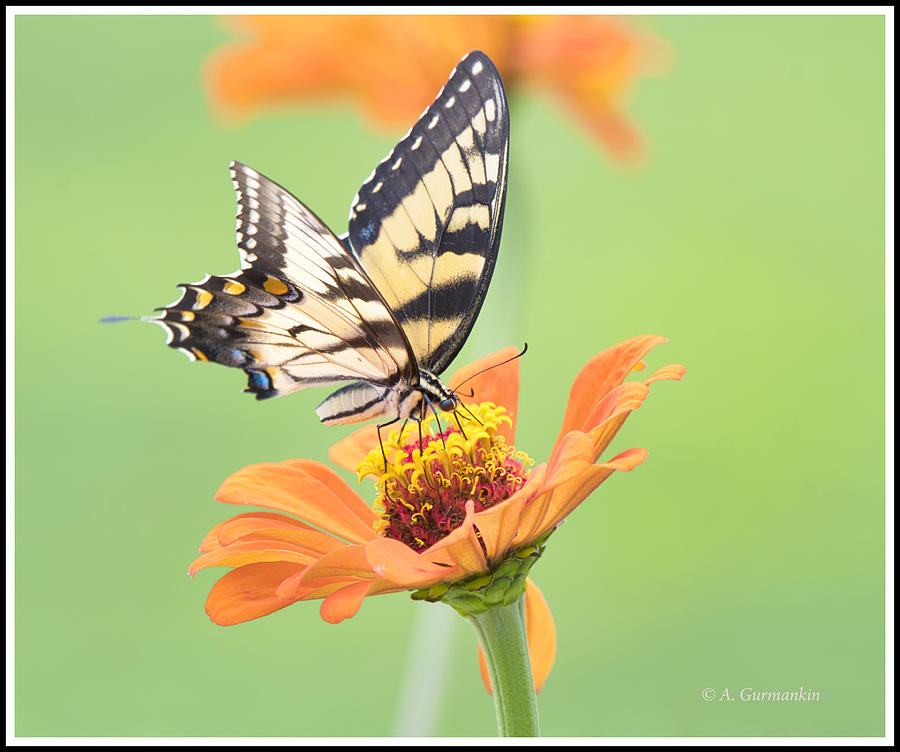 Tiger Swallowtail Butterfly Zinnia Flower Photograph By A Macarthur