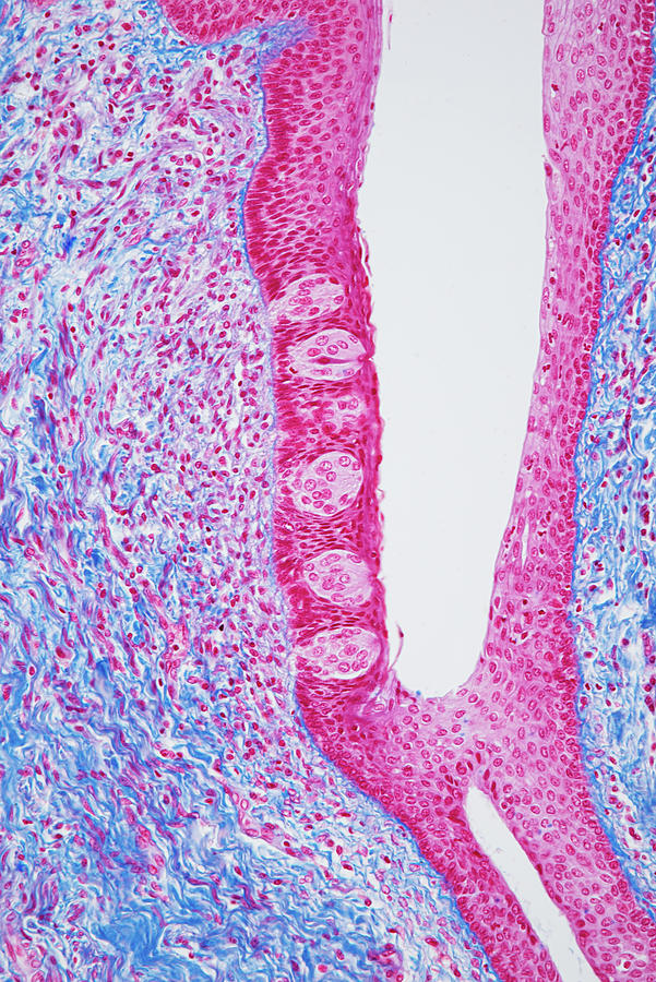 Tongue, Cross Section, Lm #4 Photograph by Oliver Meckes EYE OF SCIENCE