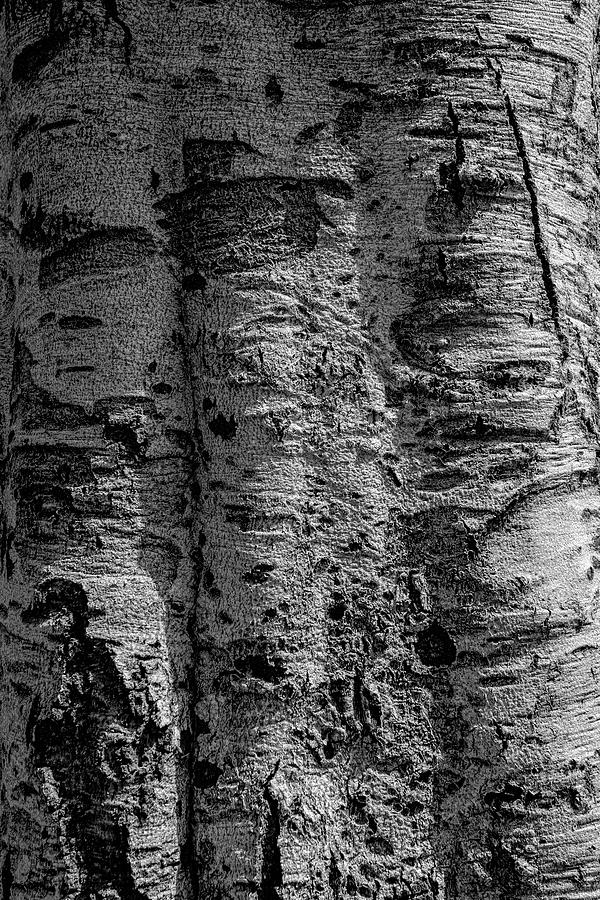 Tree Bark #4 Photograph by Robert Ullmann