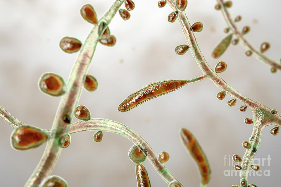 Trichophyton Rubrum Fungi Photograph by Kateryna Kon/science Photo ...